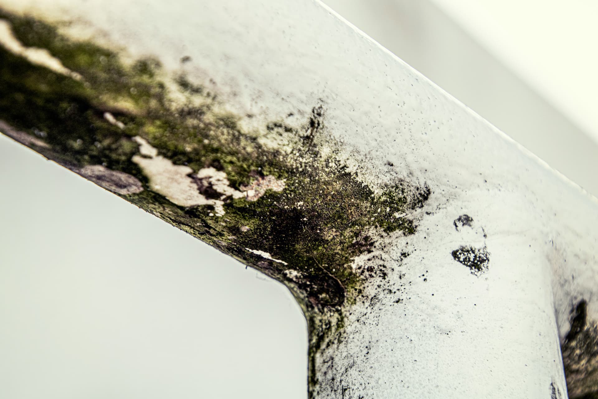 Mold Prevention and Remediation